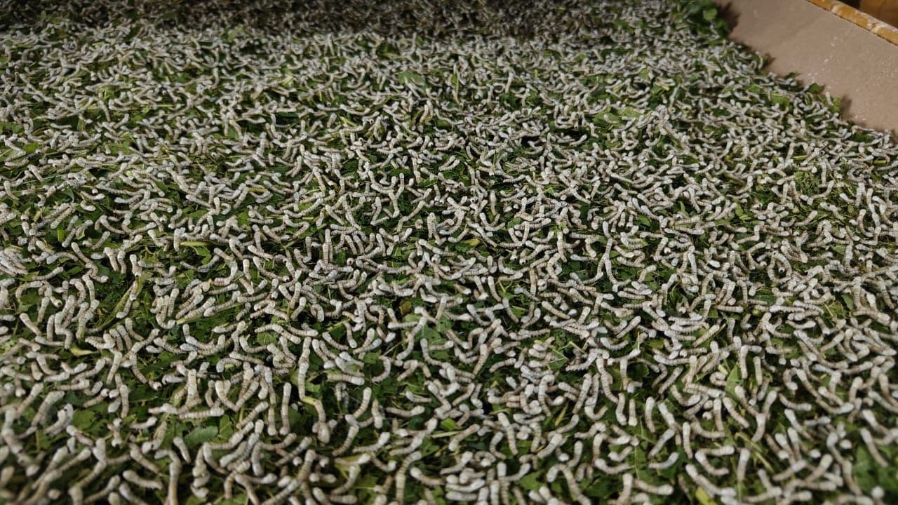 Post-Cocoon Technology