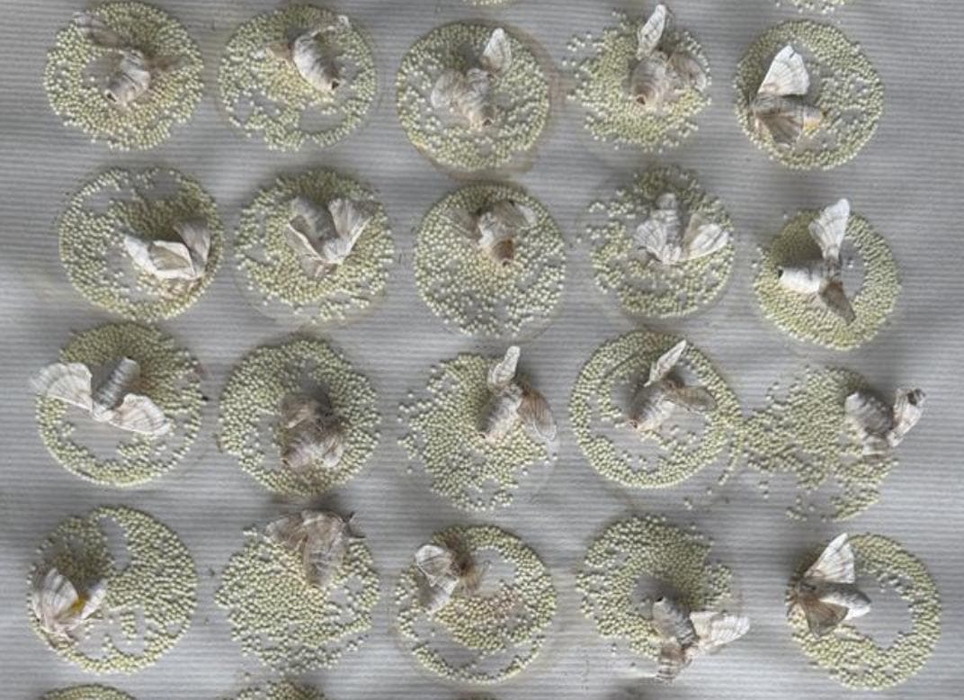 Silkwarm Chawki Rearing